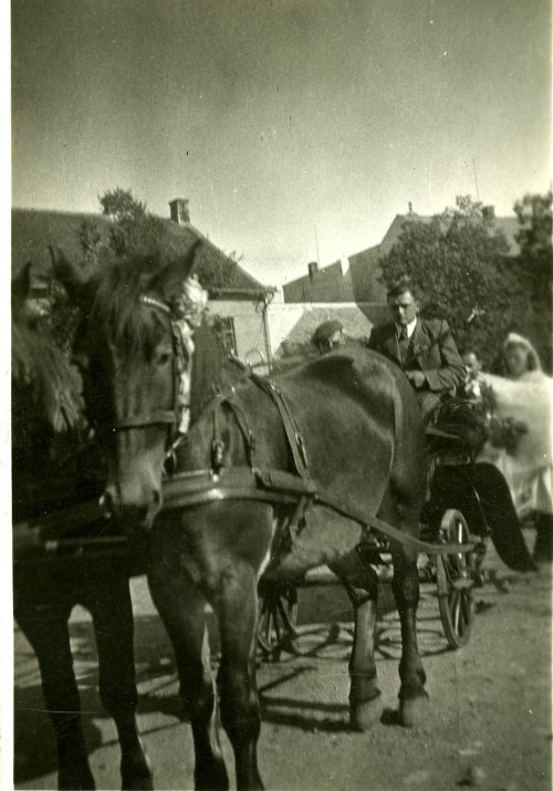 Jarošovi koně